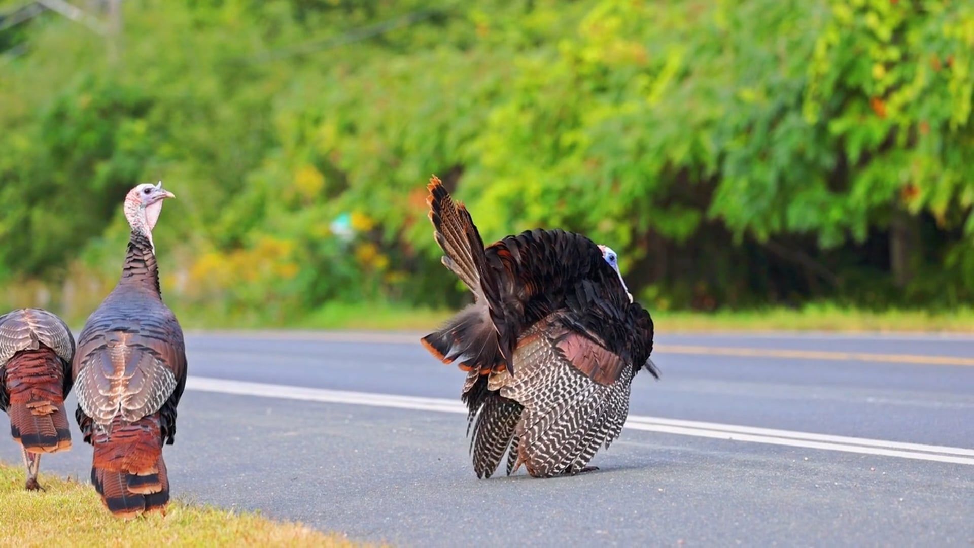 Two turkeys walking down the road in front of a tree Free Stock Video ...