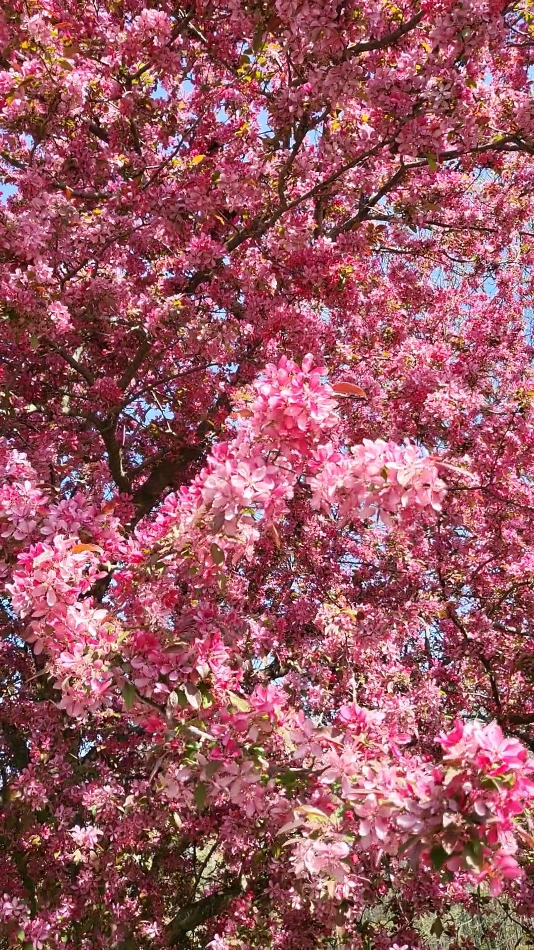 Beautiful Spring Season Free Stock Video Footage, Royalty-Free 4K & HD ...