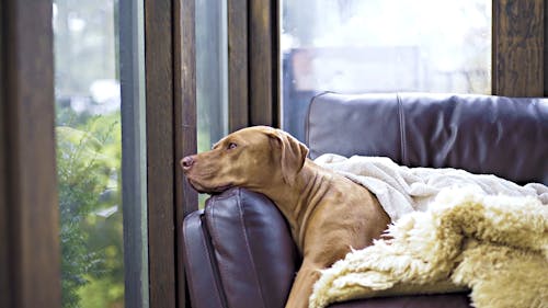A Large Breed Dog On A Sofa