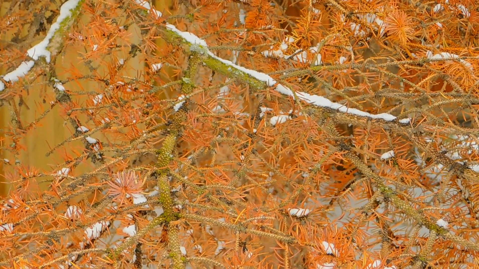 A Huge Dead Spruce Tree · Free Stock Video