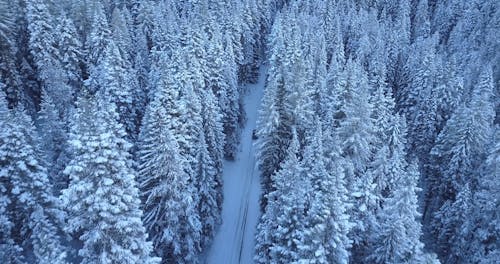 汽车穿过森林在雪地里