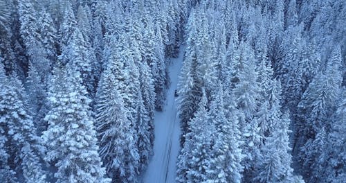 Car Drives in the Snow Through a Forest