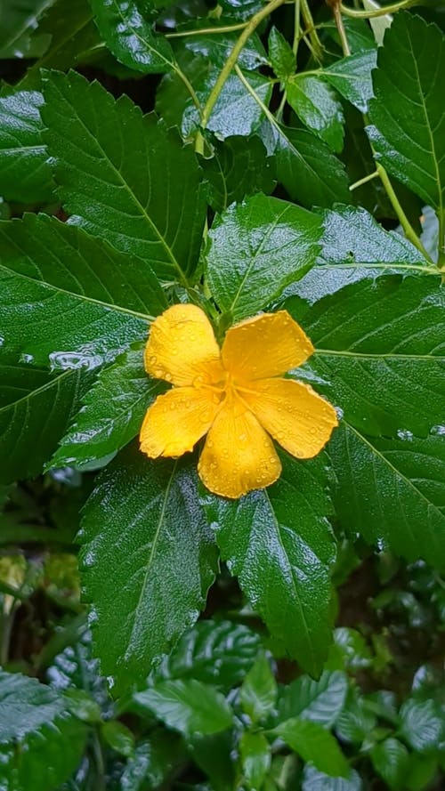 Yellow flower in Rain 