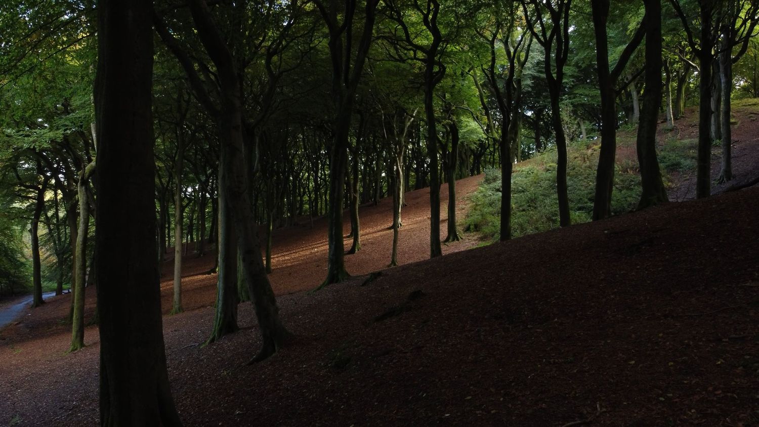 Forest Setting Videos, Download The BEST Free 4k Stock Video Footage ...