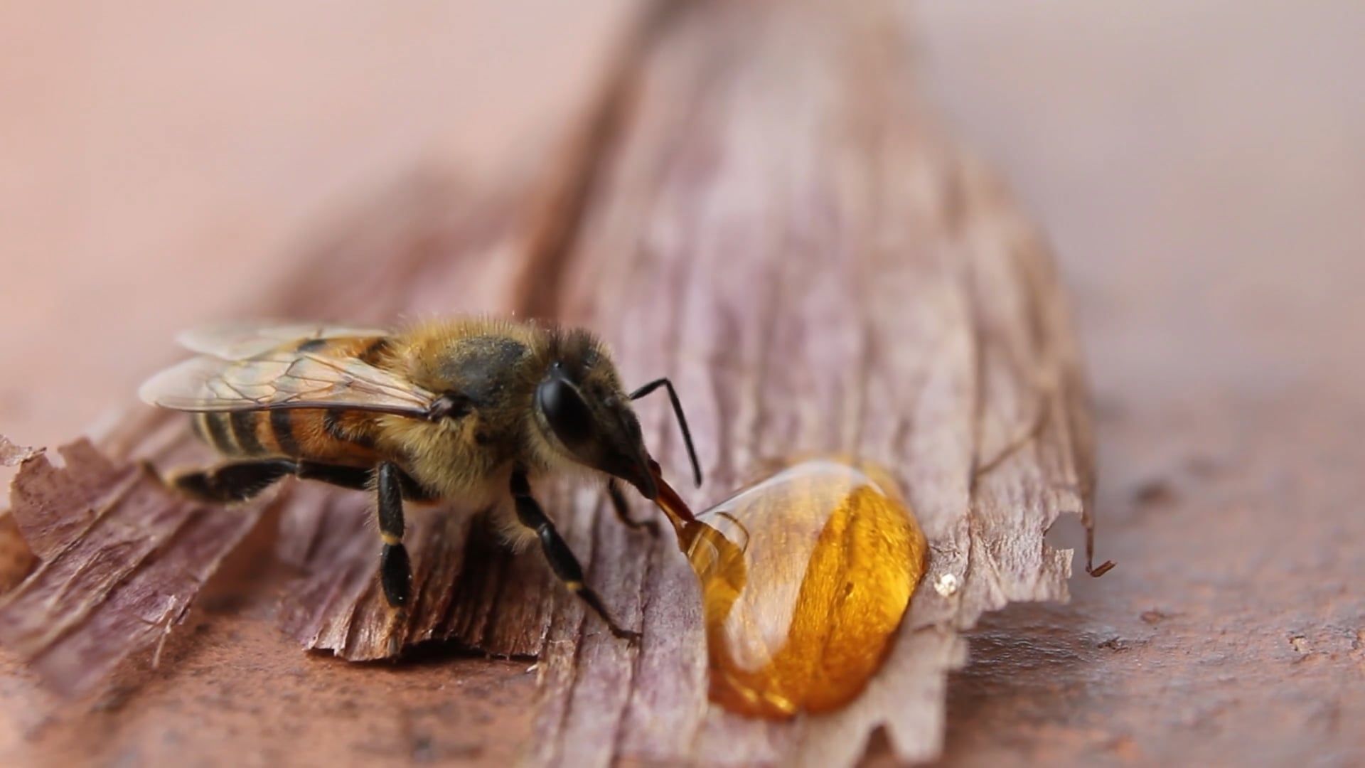 Vídeos de stock gratuitos sobre abeja, al aire libre, amarillo, animal ...