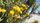honey bees