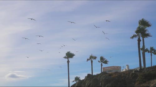 Silhouette of seagulls flying away with the wind blowing on the palm trees and scattered clouds on the background