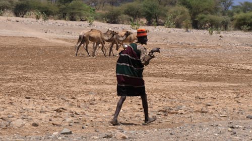 Man with Camels