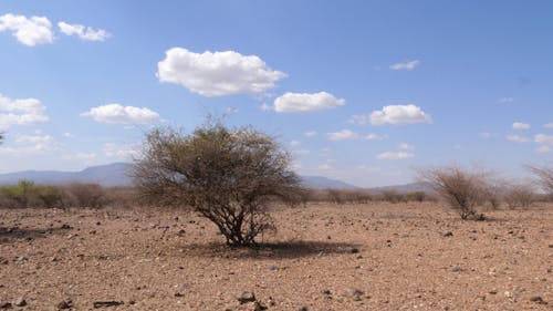 Dry African Landscape