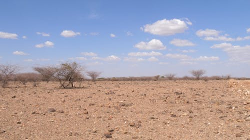 Dry African Landscape