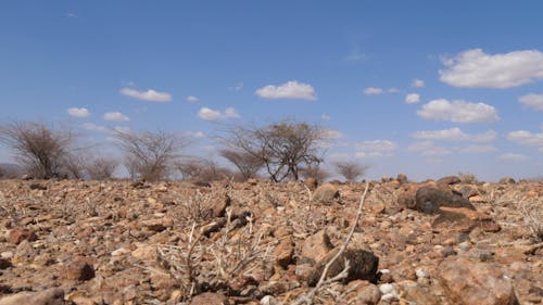 Dry African Landscape