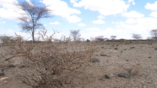 Dry African Landscape