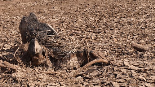 Dry Cracked Earth