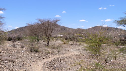 African Landscape