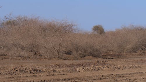 Dry Bushes