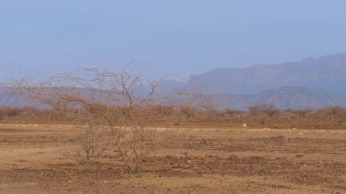 African Landscape