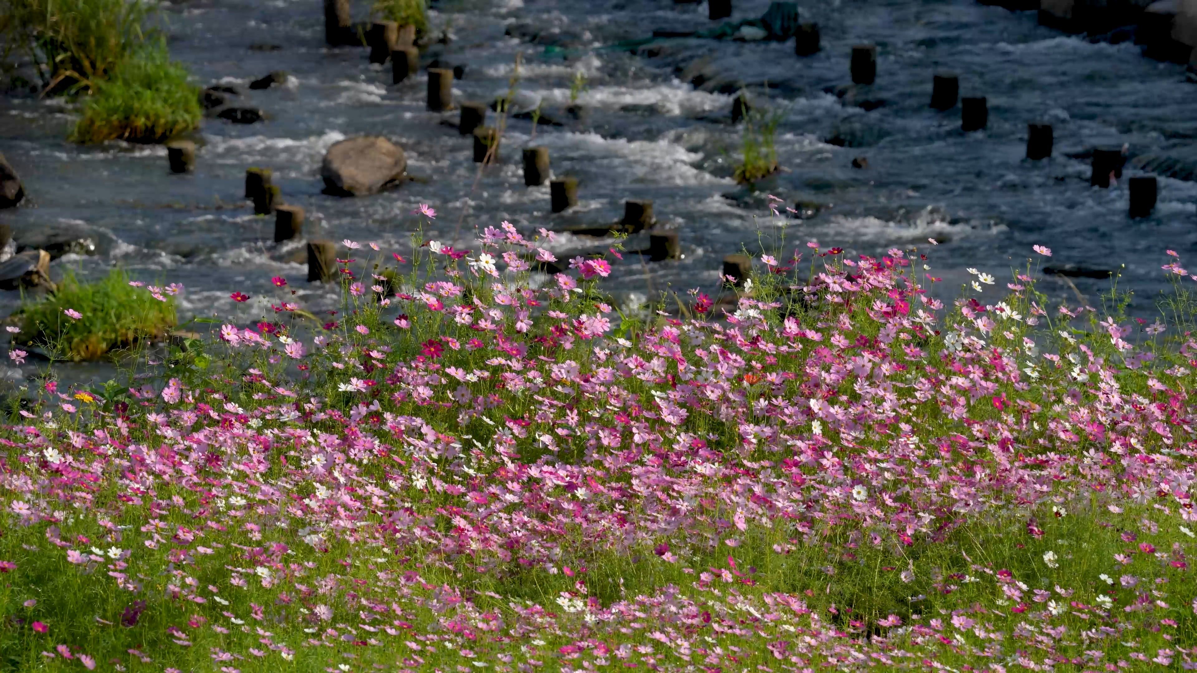 A river with pink flowers and grass in the foreground Free Stock Video ...