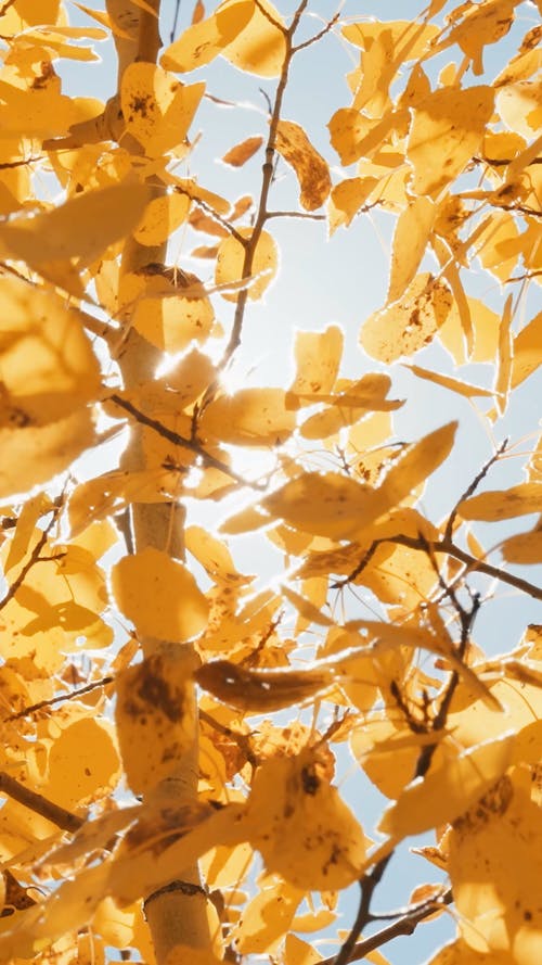 Sunlight Through Golden Fall Aspen Leaves