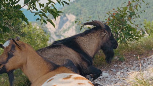 Close up of mountain goats resting in Italian Alps