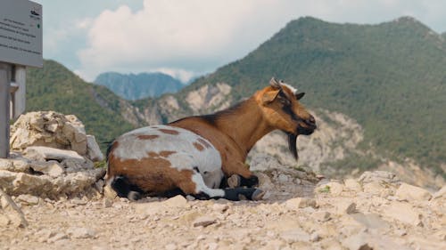 Mountain goat resting in Italian Alps