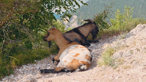 Mountain goats resting in Italian Alps