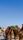 arabian desert