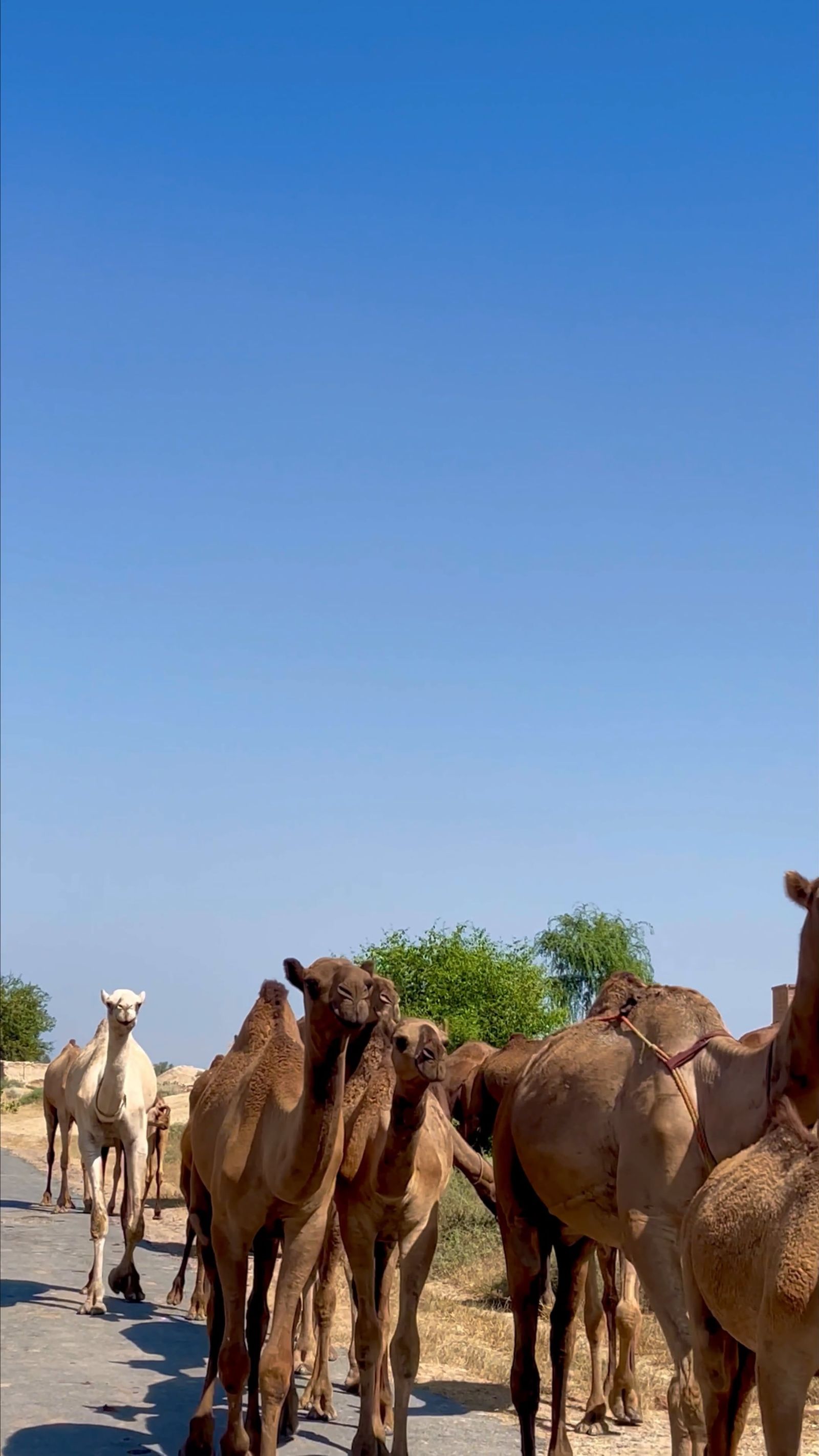 Camels are in an arched area with a roof Free Stock Video Footage ...