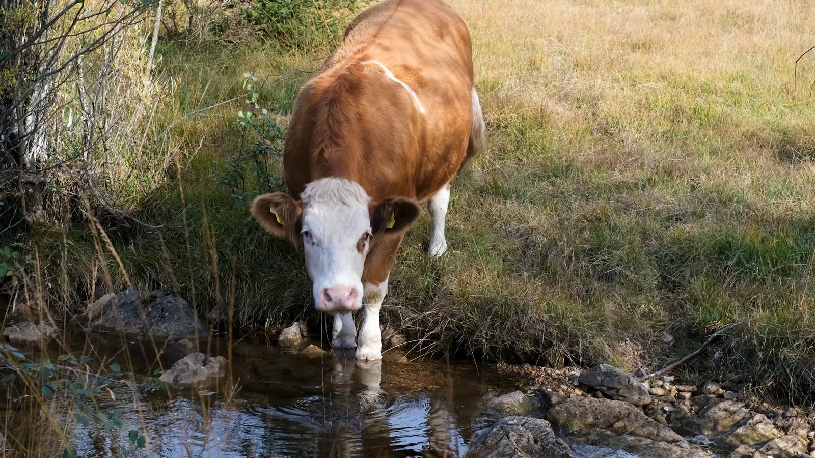 Cow Drinking Water Videos, Download The BEST Free 4k Stock Video