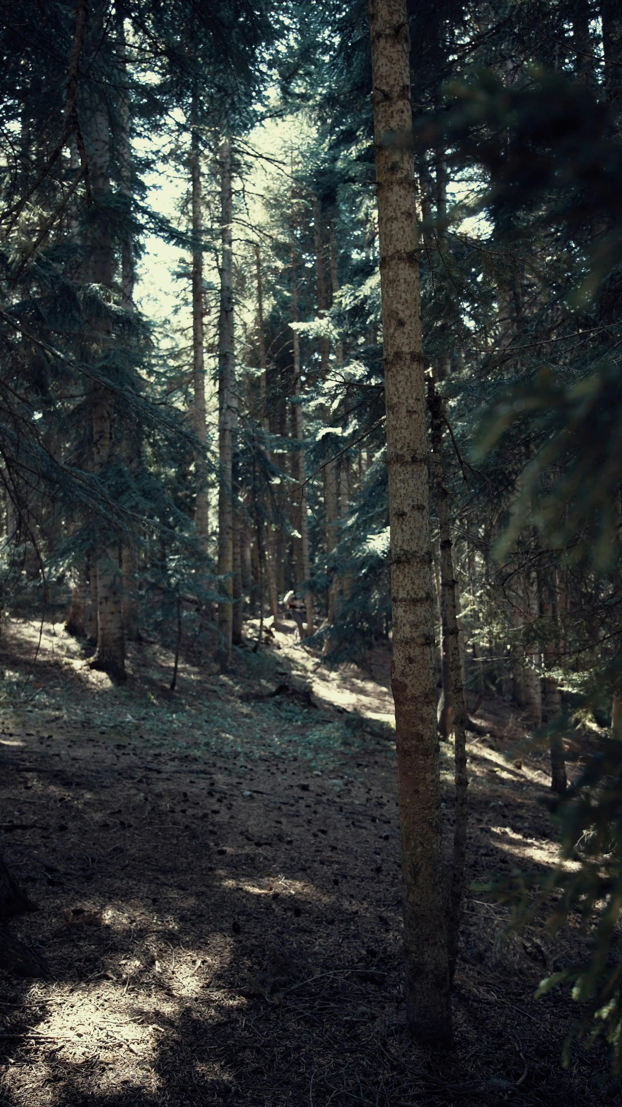 a person is walking through the woods 18761161