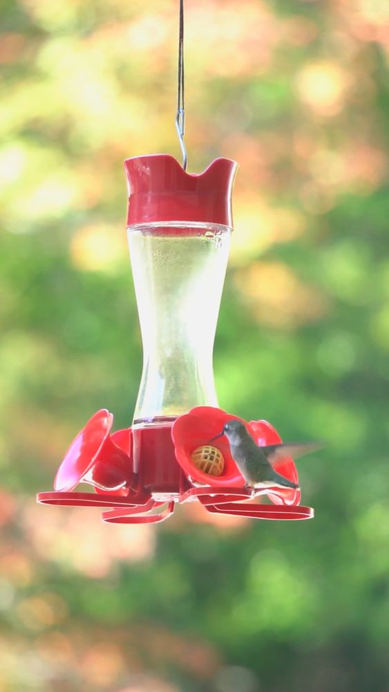 Humming Bird Videos, Download The BEST Free 4k Stock Video Footage ...
