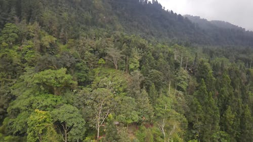 Documentary footage of an aerial view of one of the dense forests in Central Java, Indonesia