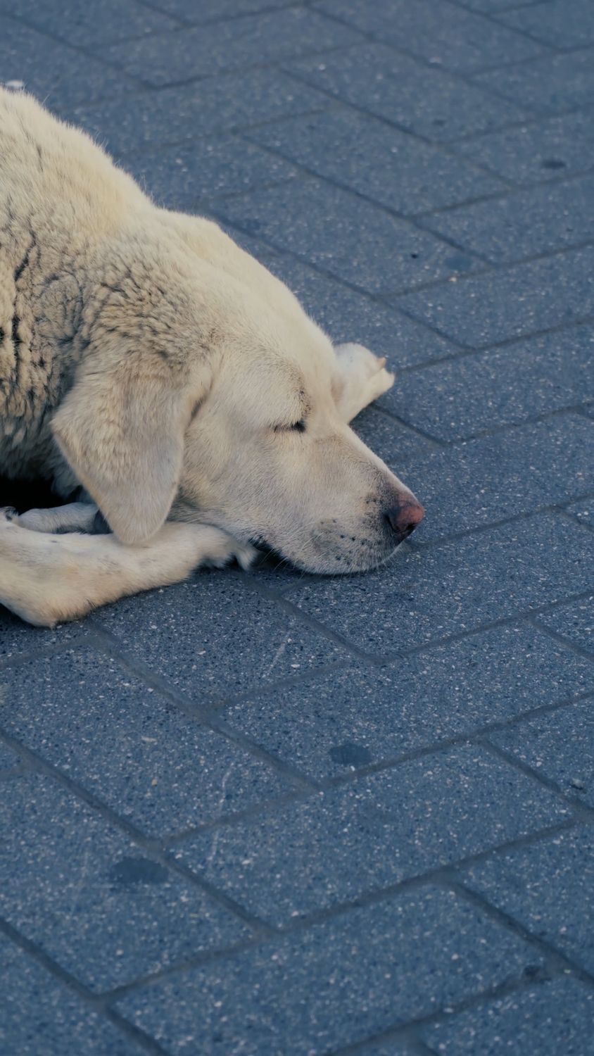 A dog sleeping on the ground in front of a building Free Stock Video ...