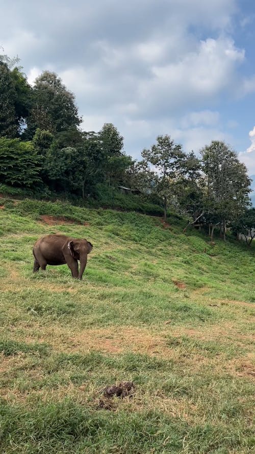 Lonely elephant standing on the green mountain field and eating grass