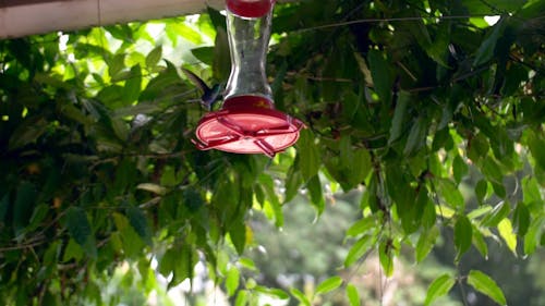 Hummingbird drinking water 2