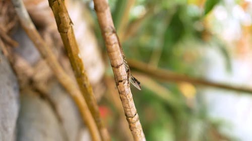 Lizard on a tree branch 1