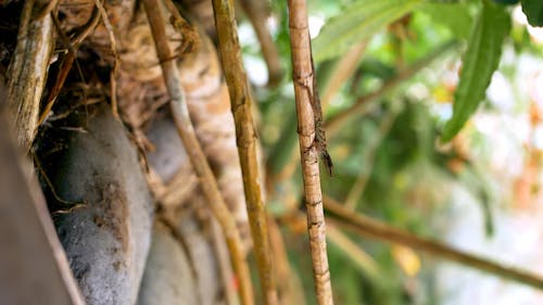 Lizard on a branch tree 3