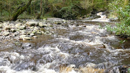Fast Flowing Forest Stream With Rocks And Boulders