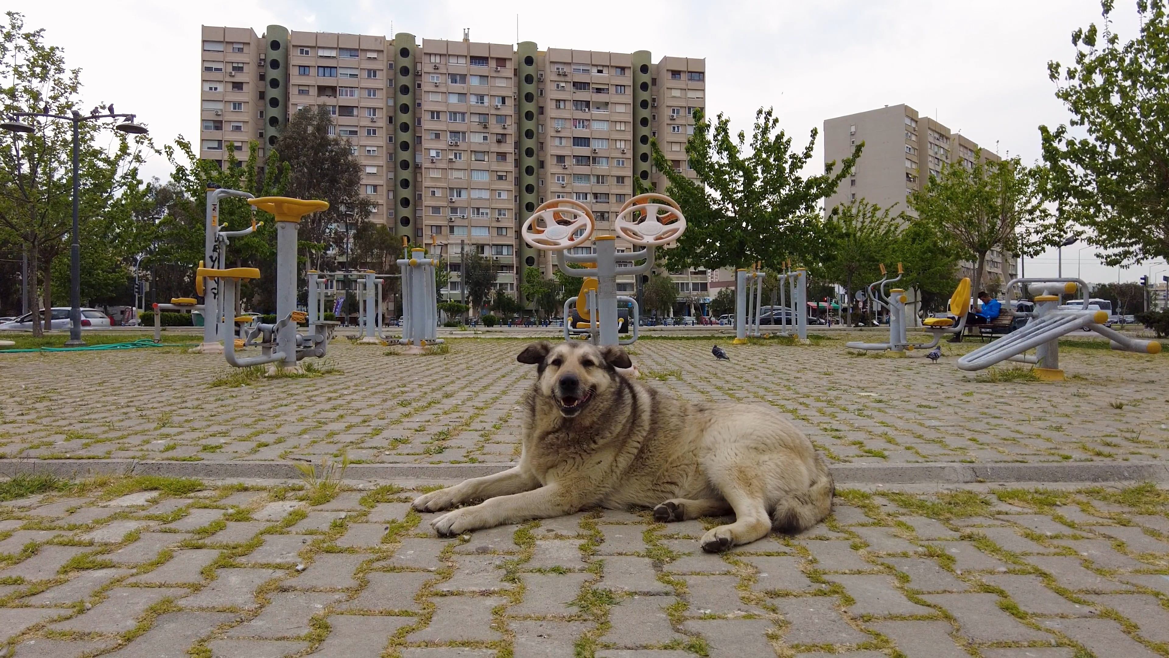 A dog laying on the ground in front of a park Free Stock Video Footage ...