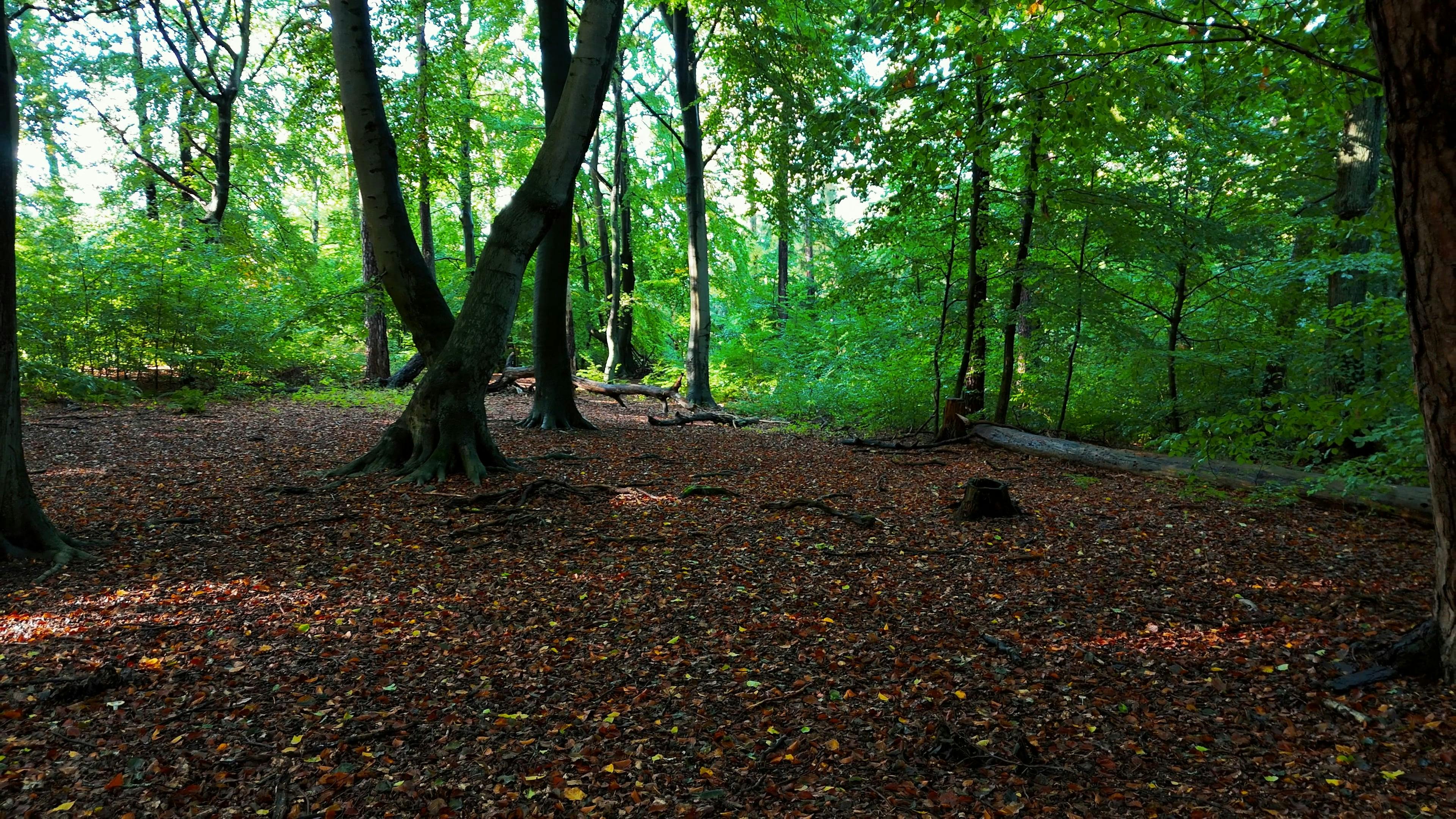 a forest with trees and leaves on the ground 18830745