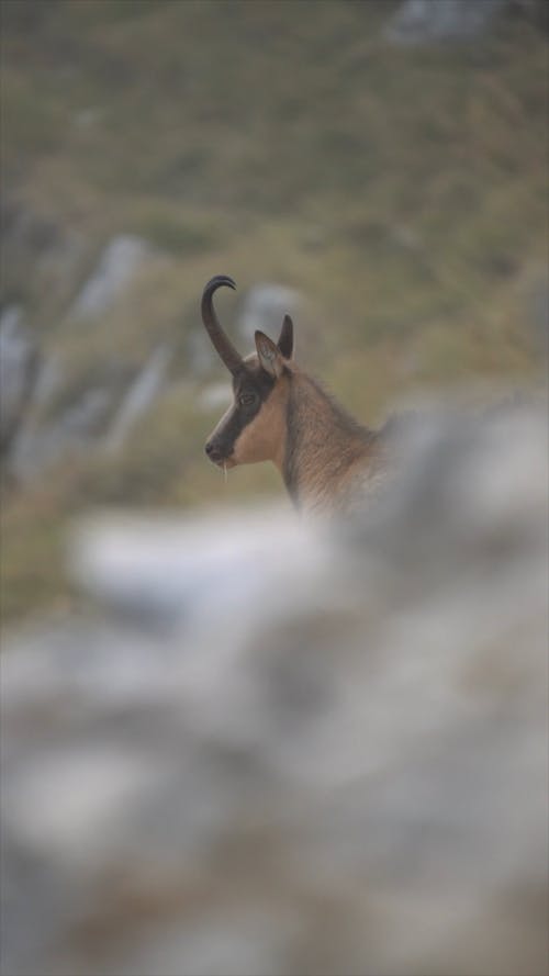 Chamois