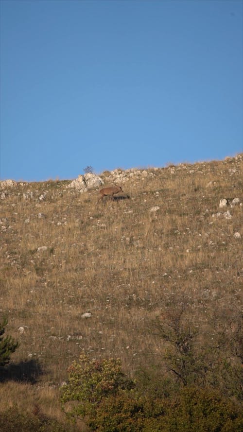 deer in the hills
