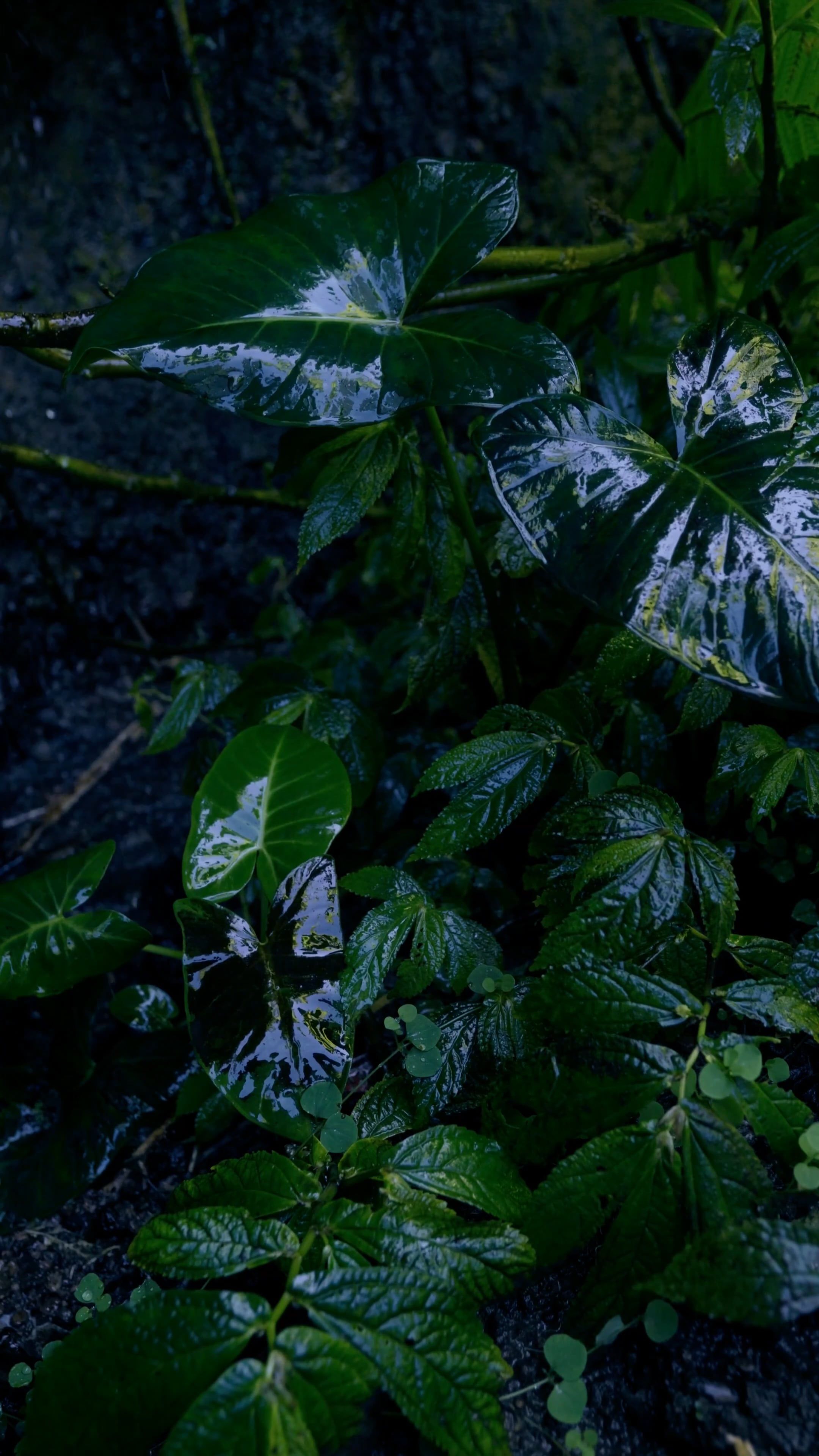 water droplets 18865959 — free pexels stock footage