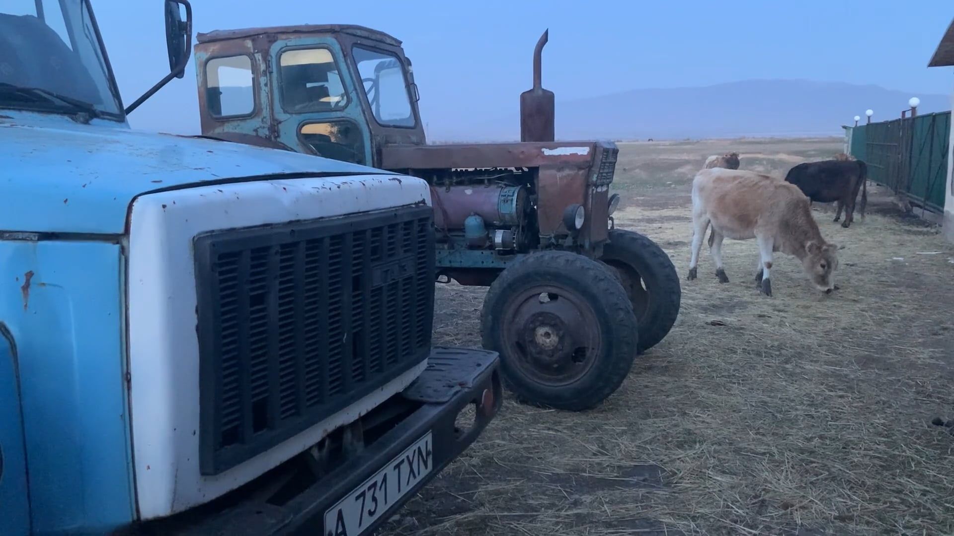Heavy Livestock Videos, Download The BEST Free 4k Stock Video Footage ...