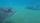 stingray