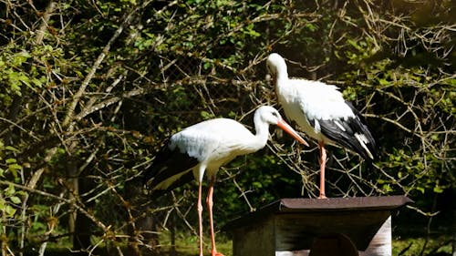 Storch