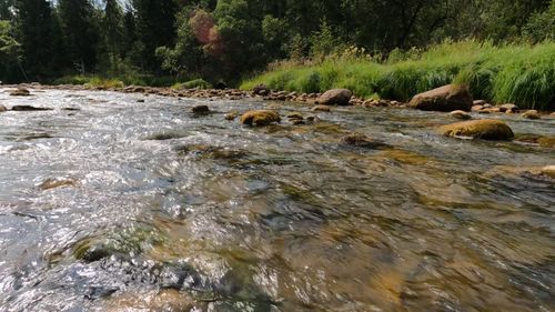 Drone Footage of a Flowing Forest River Free Stock Video Footage ...