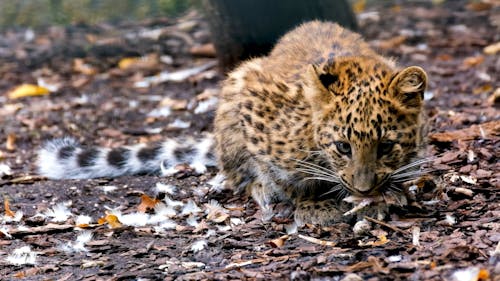 Leopard_Jungtier