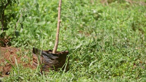 Tree seedling