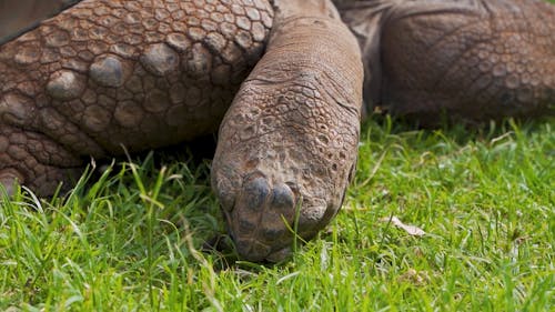 Turtle grazing