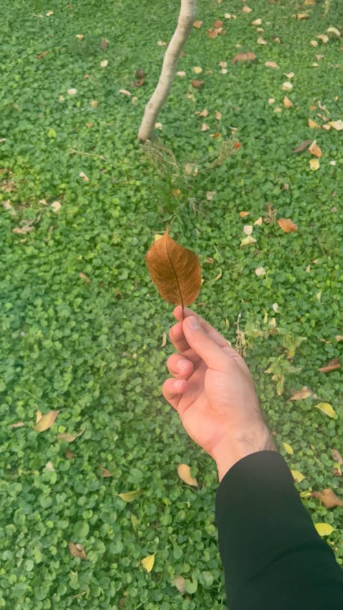 Hand holding a leaf 